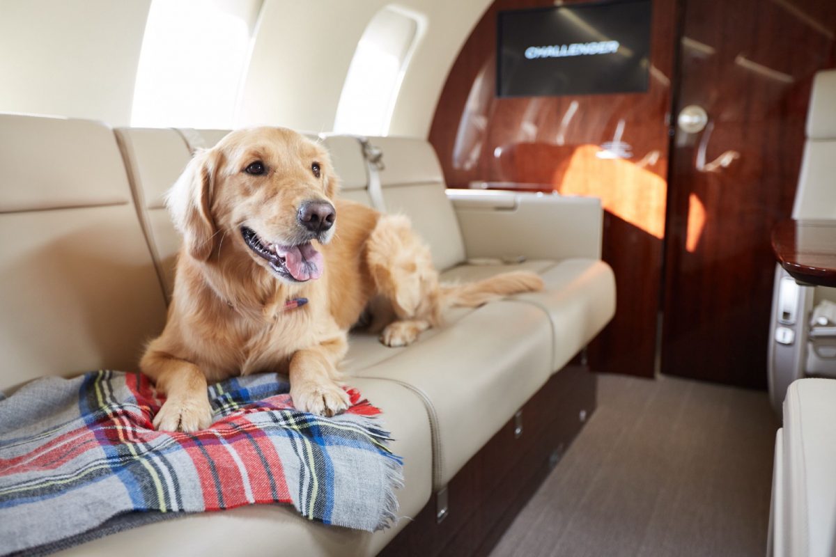 Pet-Friendly Shared Seat Flights